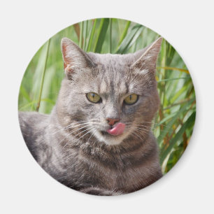 Hungrig kattmagnet magnet