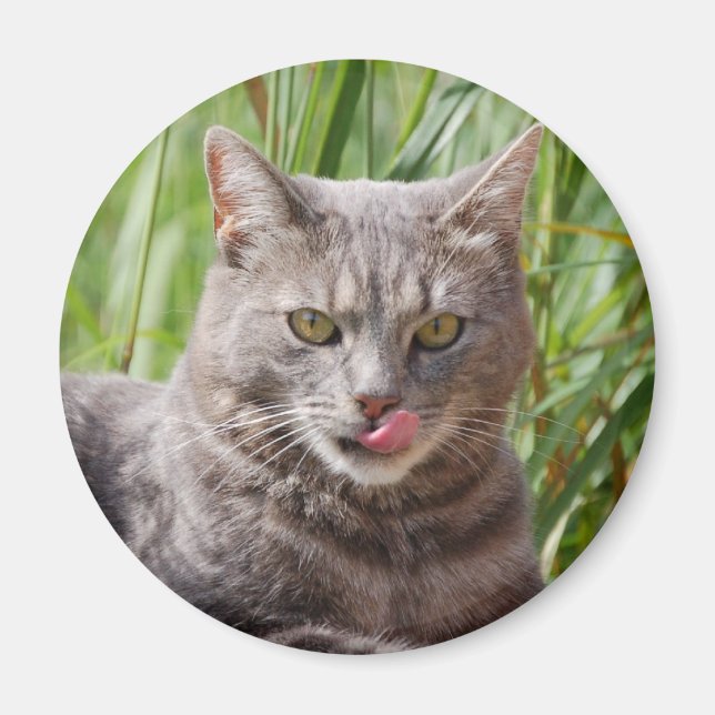 Hungrig kattmagnet magnet (Framsidan)