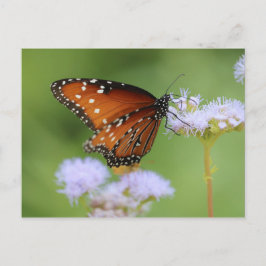 Hungrig monarch Butterfly Vykort