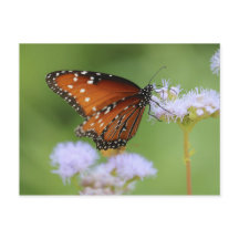 Hungrig monarch Butterfly