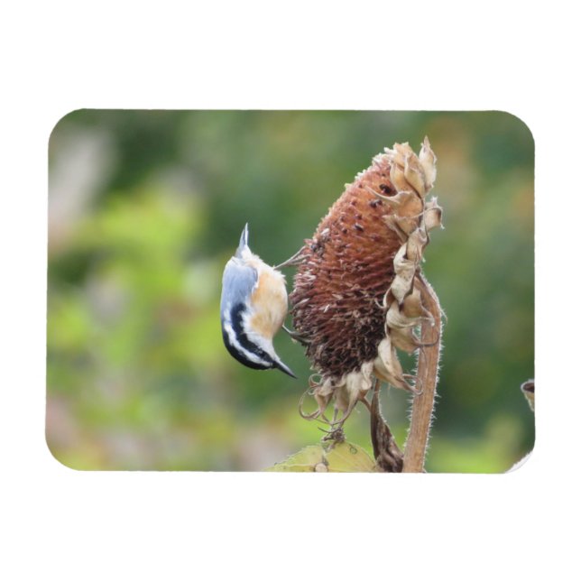 Hungrig nuthatch Magnet (Horisontell)