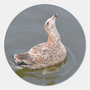 Hungrig Sea Gull Sticker Runt Klistermärke