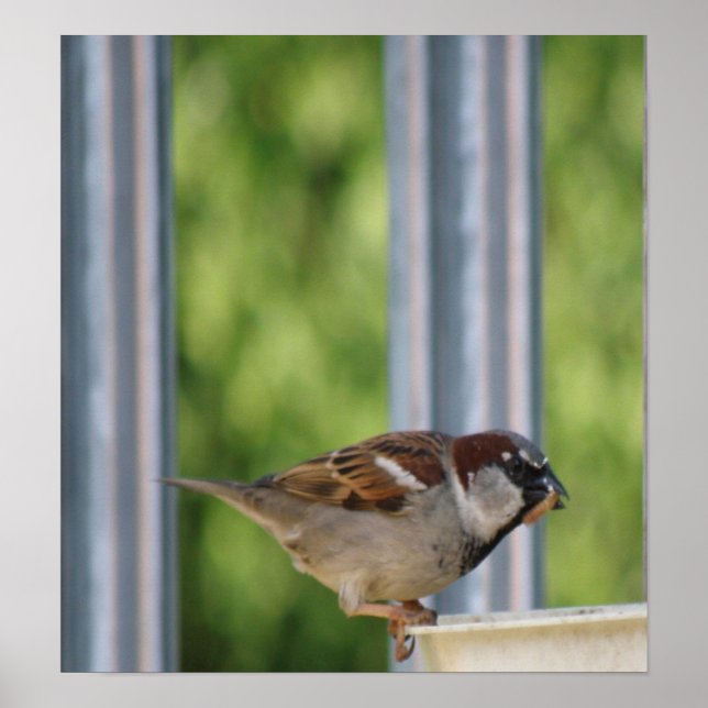 Hungrig Sparrow-utskrift Poster (Framsidan)