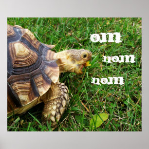 Hungrig tortoise - Om nom nom nom Poster