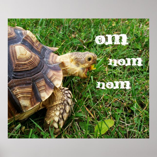 Hungrig tortoise - Om nom nom nom Poster (Framsidan)