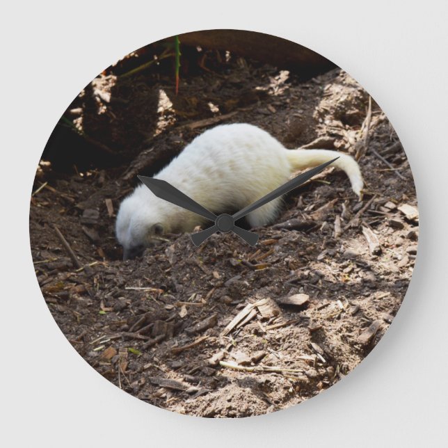 Hungrig utan spänn: Vitt Meerkat Grävande en målti Stor Klocka (Framsida)