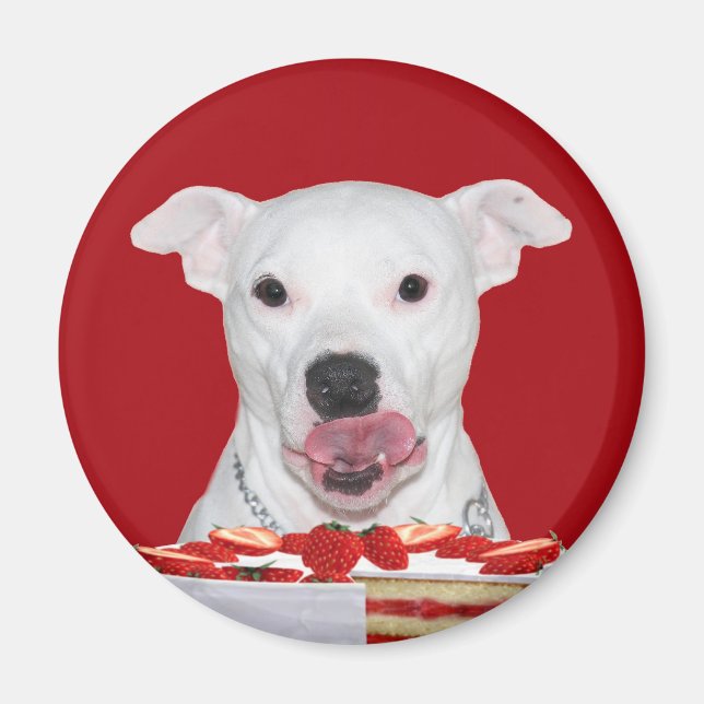 Hungrig vit pitbull magnet (Framsidan)