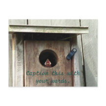 Hungriga Baby Sparrow-fotovykort