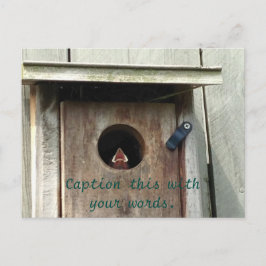 Hungriga Baby Sparrow-fotovykort Vykort