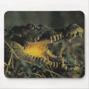 Hungriga Croc Musmatta