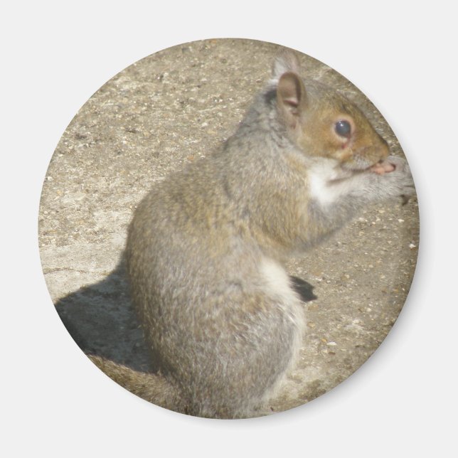 Hungriga horatio Magnet (Framsidan)