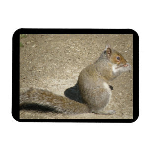 Hungriga horatio Premium Magnet-ekorrar Magnet