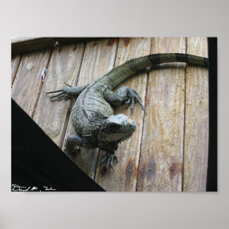 Hungriga Iguana (rensning) Poster