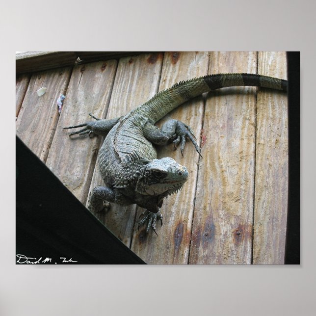 Hungriga Iguana (rensning) Poster (Framsidan)