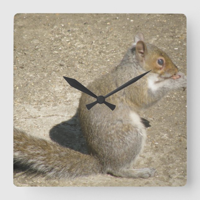 Hungriga muskelklocka för ekorrhjul fyrkantig klocka (Framsida)