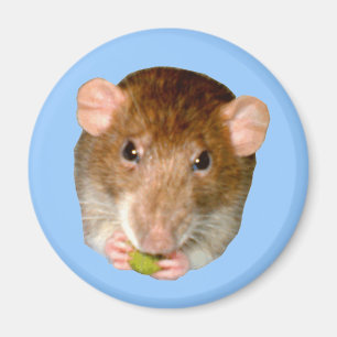 Hungriga Råtta Magnet