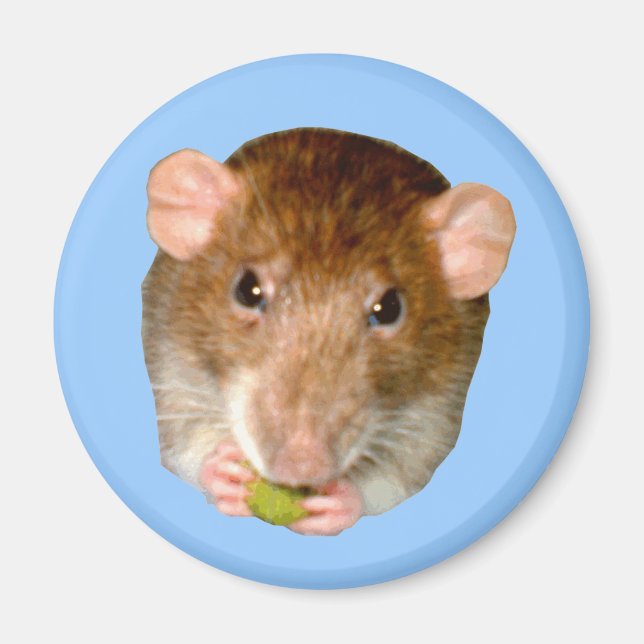 Hungriga Råtta Magnet (Framsidan)