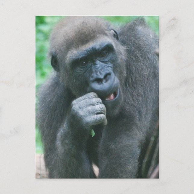 Hungrigt Gorilla-vykort Vykort (Framsida)