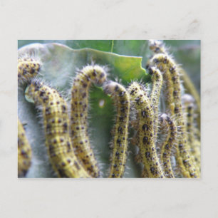 Hungrigt vykort för kålkål (White Caterpelars)