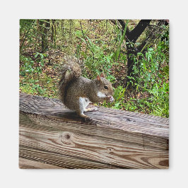 Hungry Squirrel Magnet