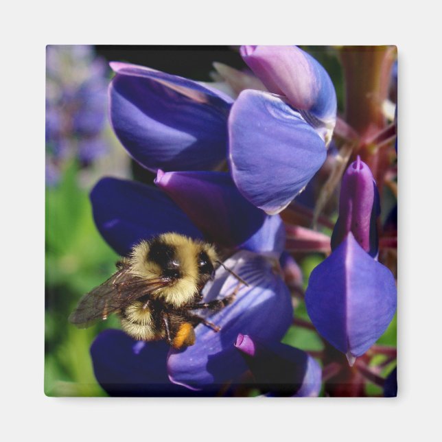 Hunny Bee Magnet (Framsidan)
