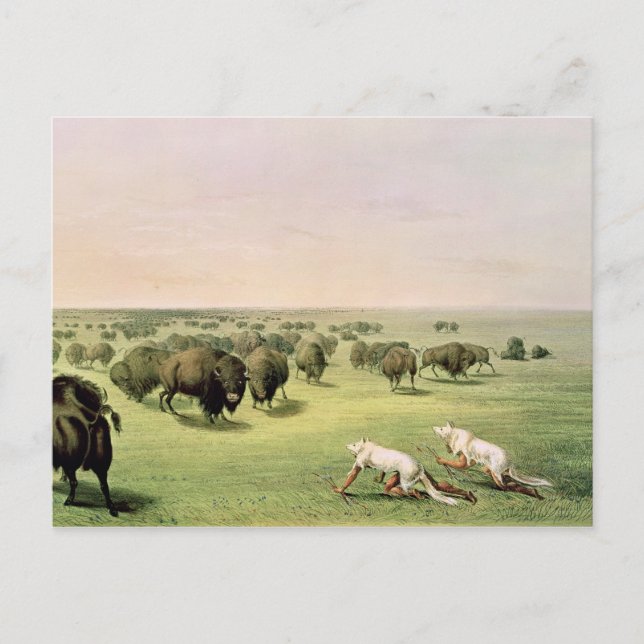 Hunting Buffalo Camouflaged Vykort (Framsida)