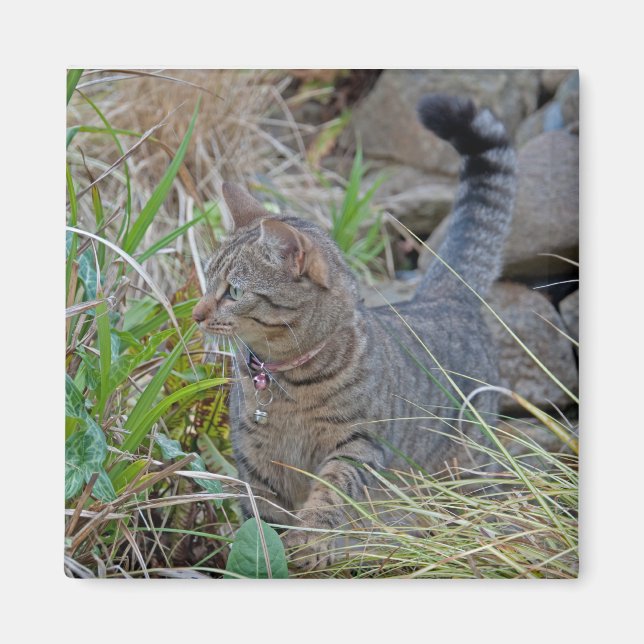 Hunting Cat Magnet (Framsidan)