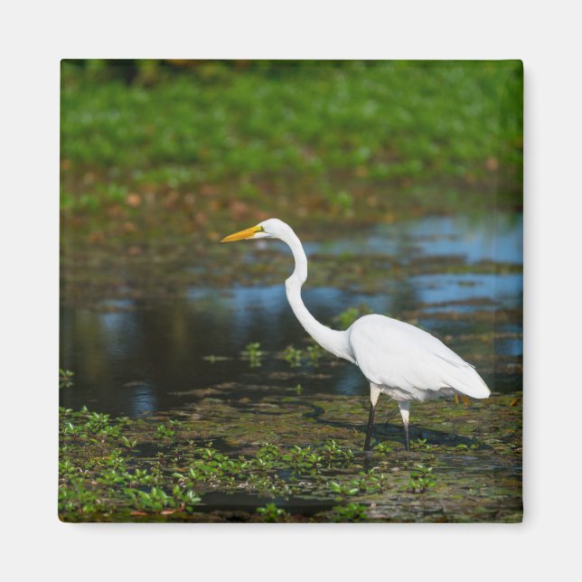 Hunting Egret Magnet (Framsidan)