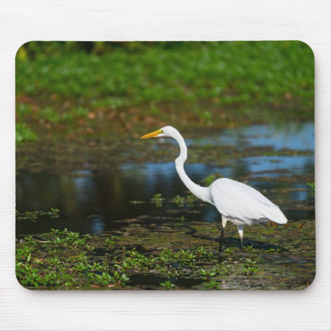 Hunting Egret Musmatta (Framsidan)