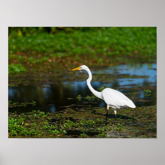Hunting Egret Poster (Framsidan)