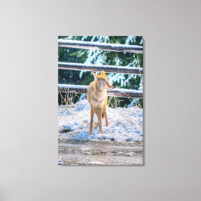 Hunting Female Coyote och Snö Wildlife Photo Art Canvastryck (Framsida)