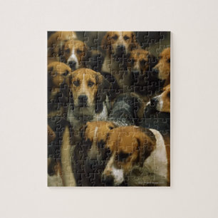 Hunting foxhounds, Galway Blazers, Irland Pussel