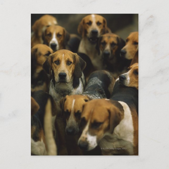 Hunting foxhounds, Galway Blazers, Irland Vykort (Framsida)