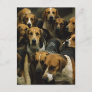 Hunting foxhounds, Galway Blazers, Irland Vykort