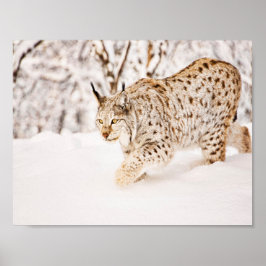 Hunting lynx cat i snö poster