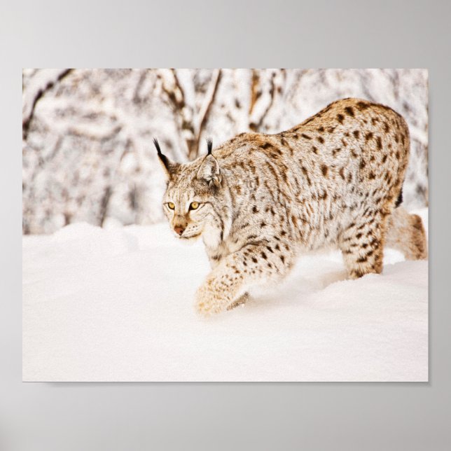Hunting lynx cat i snö poster (Framsidan)