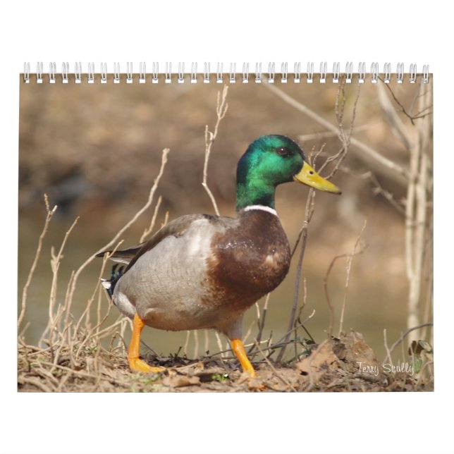Hunting Mallard Anka Calendar Kalender (Omslag)