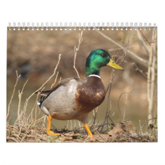 Hunting Mallard Anka Calendar Kalender