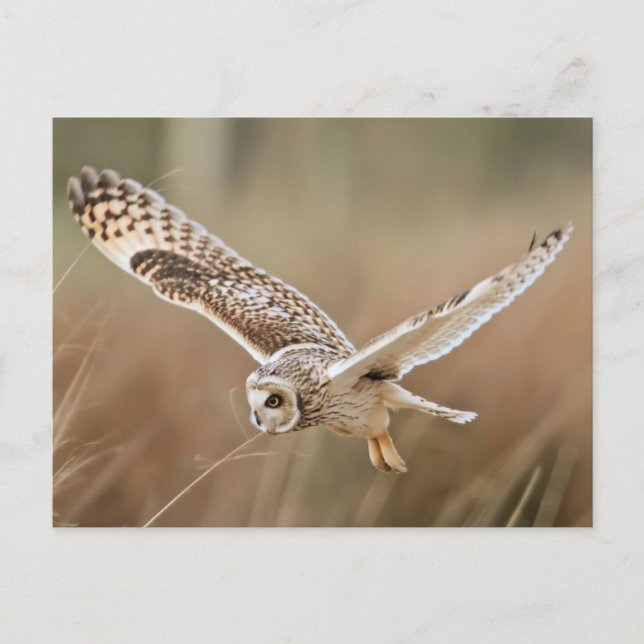 Hunting Uggla Vykort (Framsida)