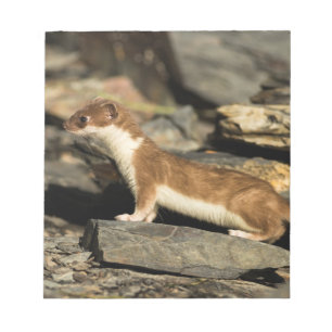 Hunting Weasel Anteckningsblock