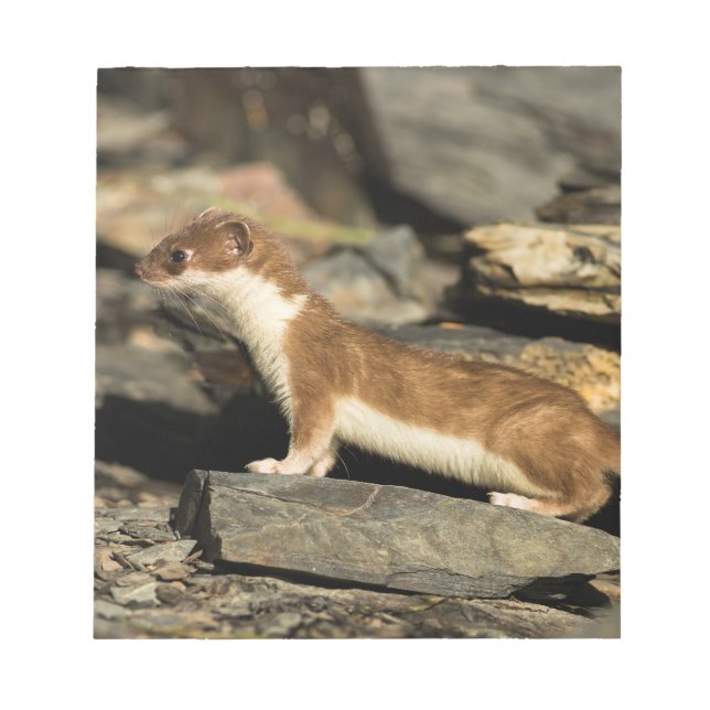 Hunting Weasel Anteckningsblock (Framsida)