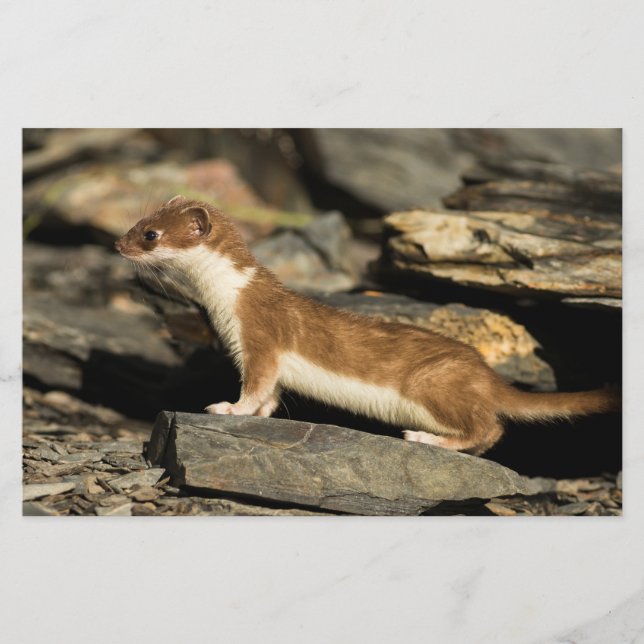 Hunting Weasel Brevpapper (Framsida)