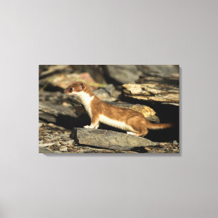 Hunting Weasel Canvastryck