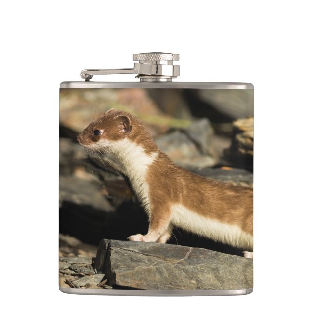 Hunting Weasel Fickplunta (Framsidan)