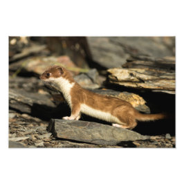 Hunting Weasel Fototryck