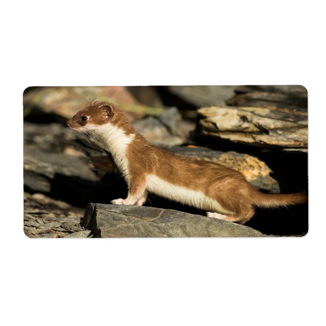 Hunting Weasel Fraktsedel (Framsidan)