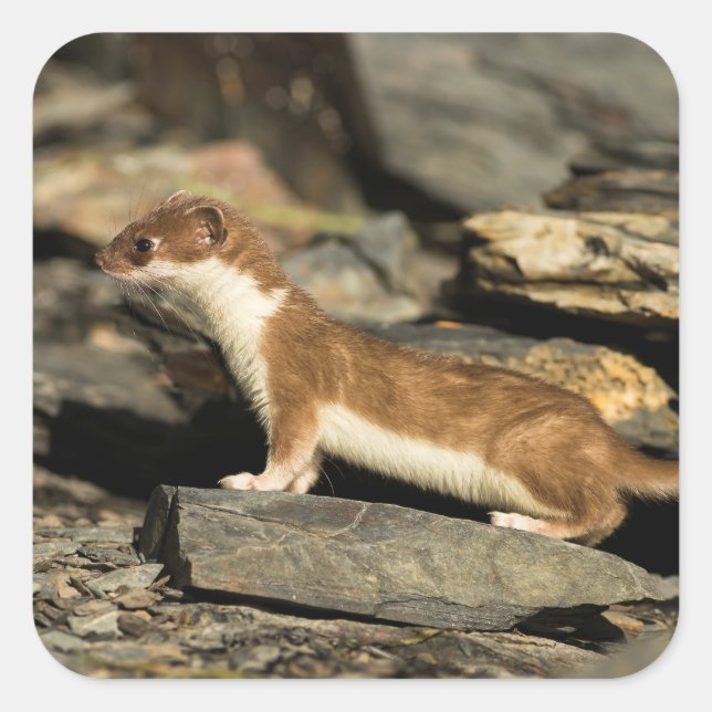 Hunting Weasel Fyrkantigt Klistermärke (Framsida)