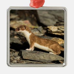 Hunting Weasel Julgransprydnad Metall
