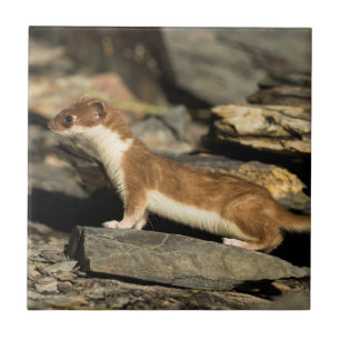 Hunting Weasel Kakelplatta