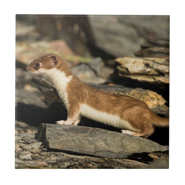 Hunting Weasel Kakelplatta (Framsidan)